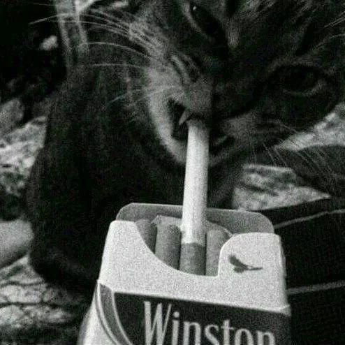 ᵍᒪƗ𝐓Ć𝓱_𝓭Øᒪᒪ