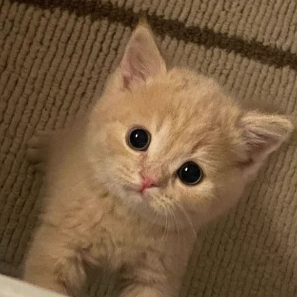 Felix thumbnail