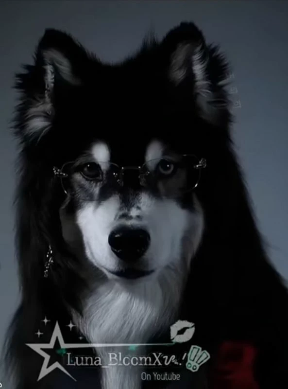 Dog thumbnail