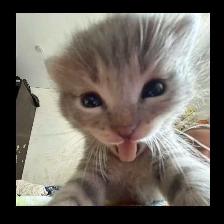 Dani. 