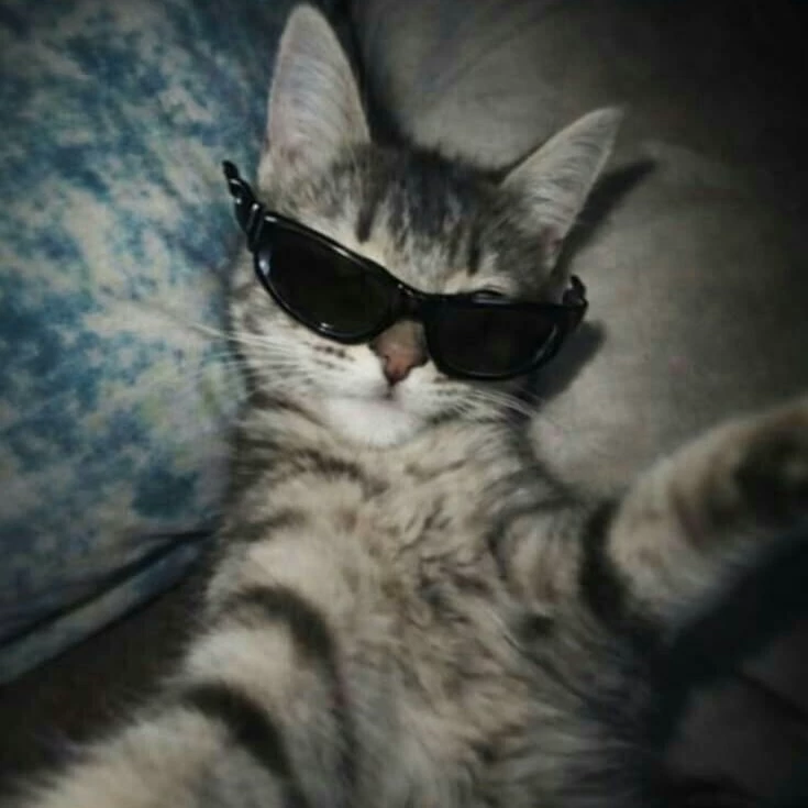 Mr Meow