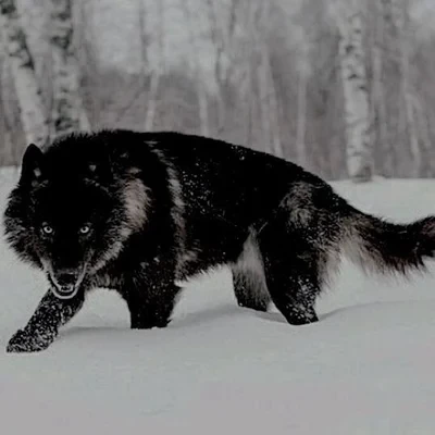 Alpha wolf thumbnail