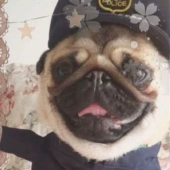 Pug thumbnail