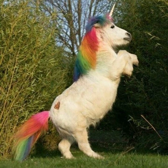 Pony salvaje 🐴 🦄🌈