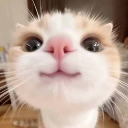 Neko 