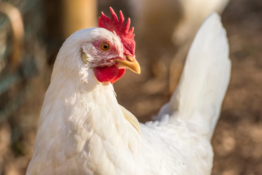 chicken thumbnail