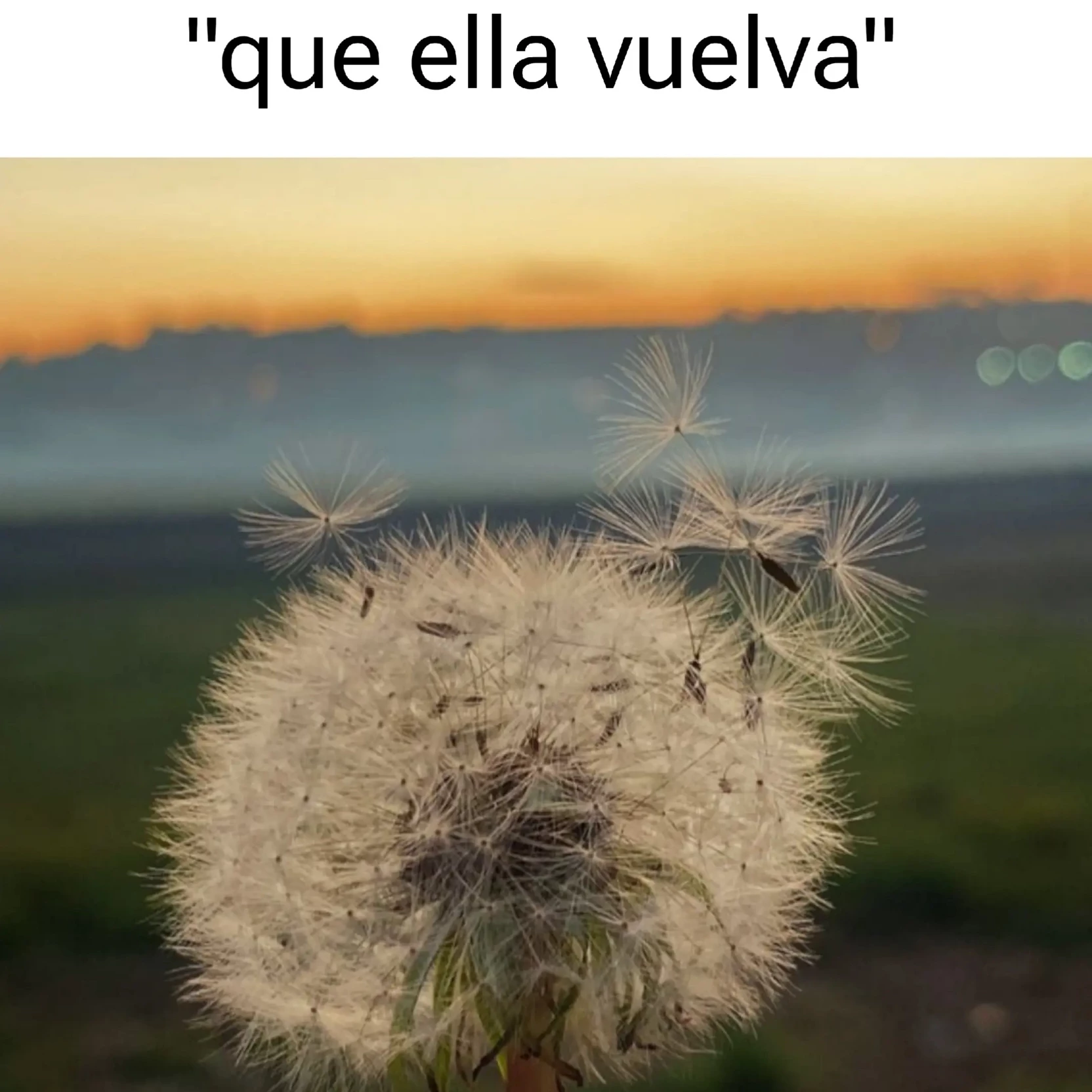 mitchol