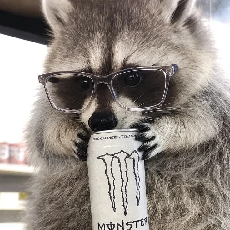 Raccon