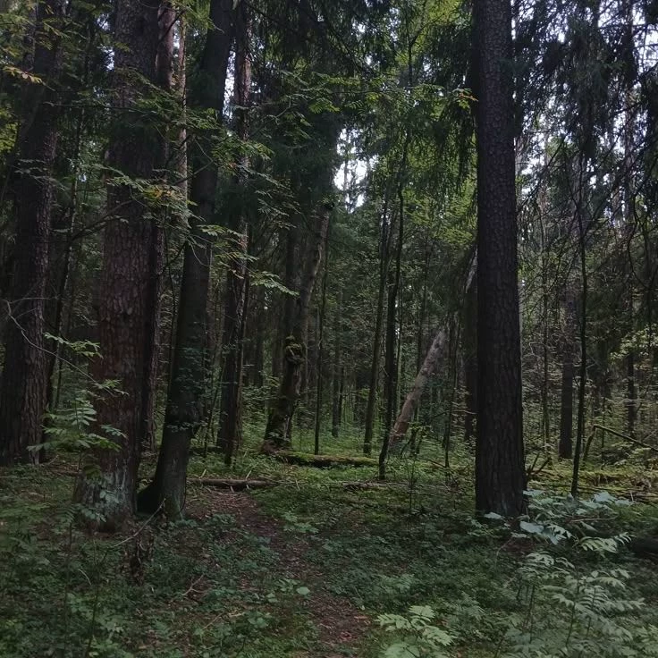 Woods family reunion. thumbnail