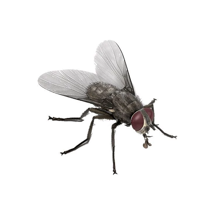 fly thumbnail