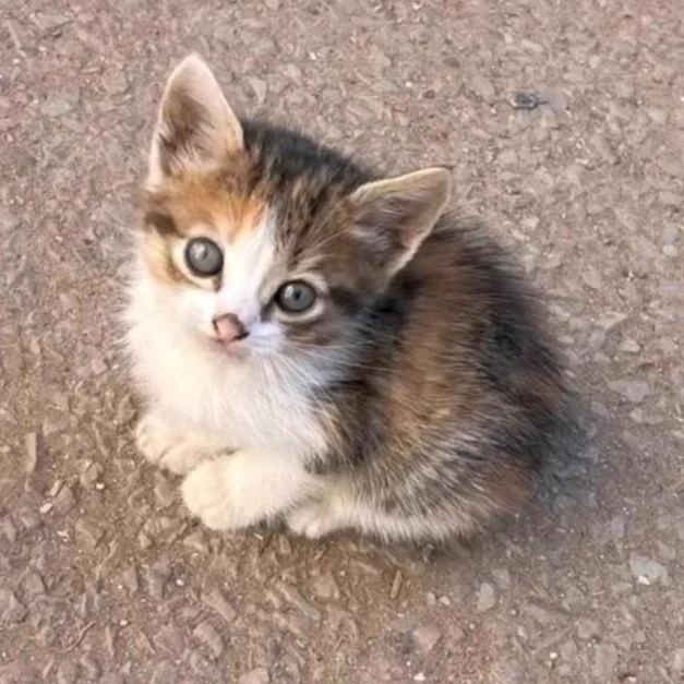 cat thumbnail