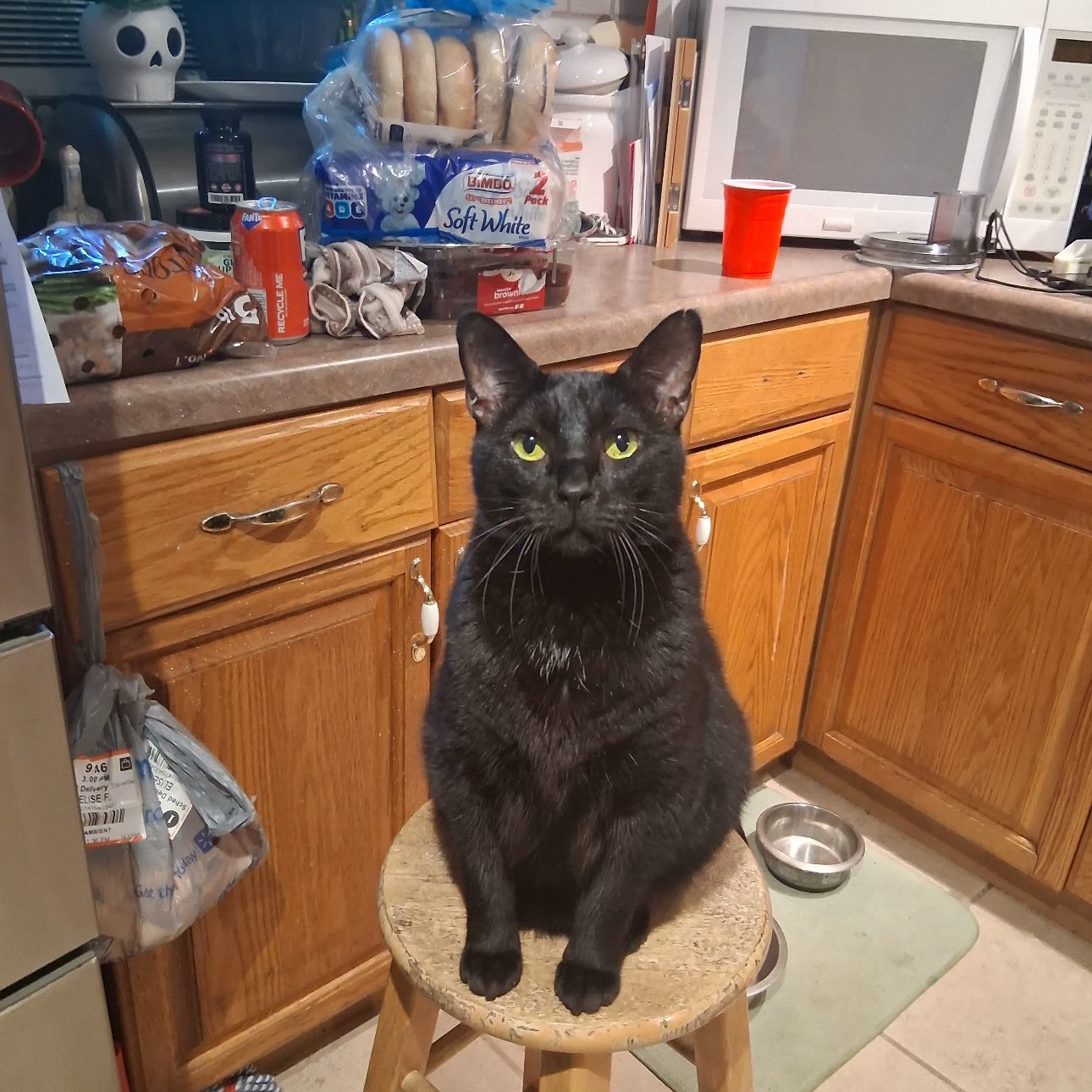 (BBC) Balthazar, the Big Black Cat thumbnail