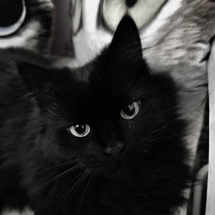 Cat man? thumbnail
