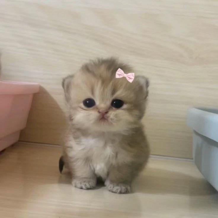 fluffy thumbnail