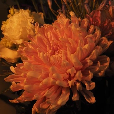 chrysanthemum