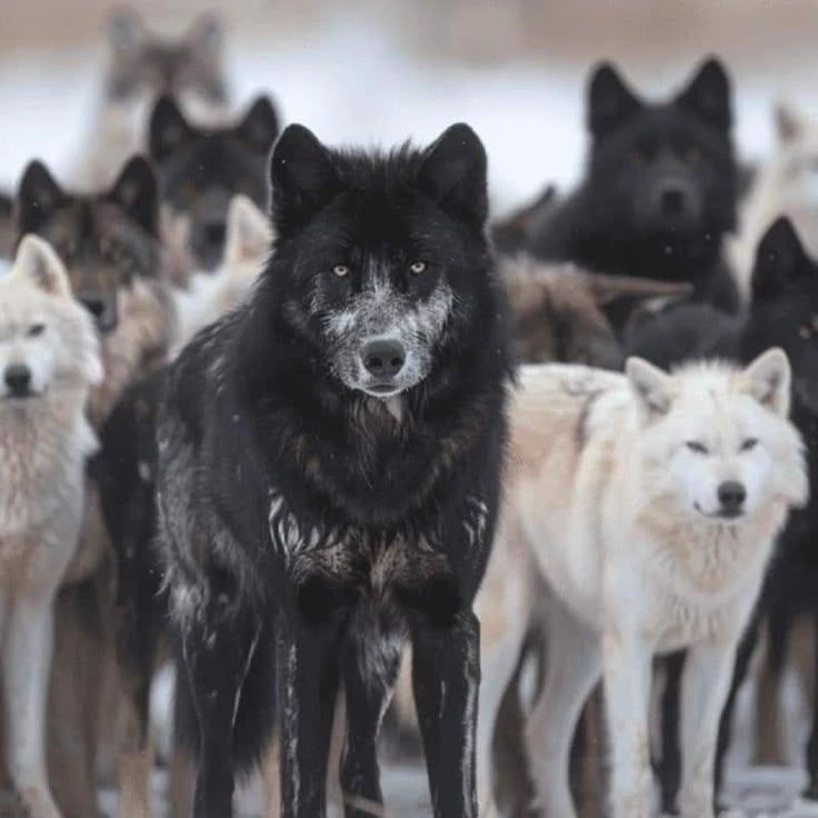 wolf pack thumbnail