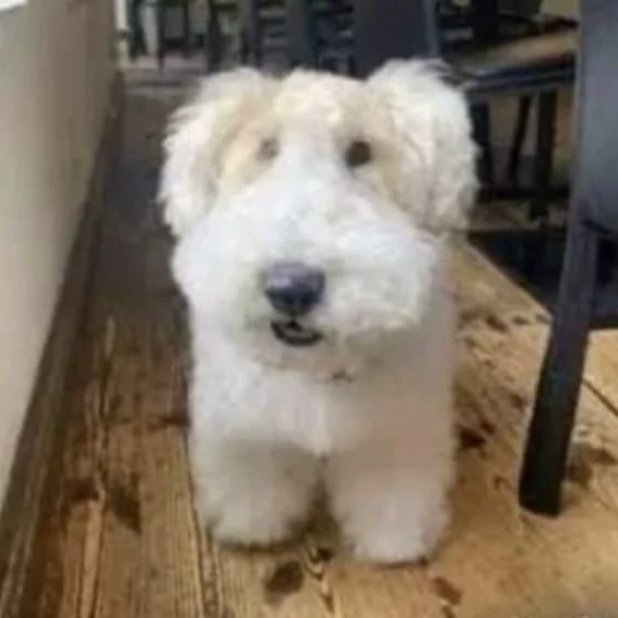 coconutdoggy