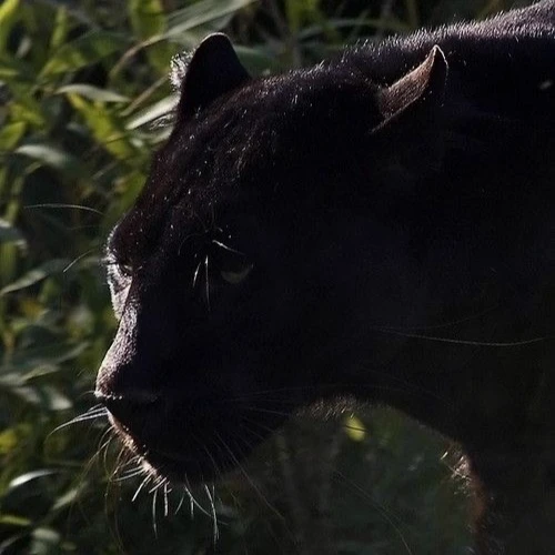 Bagheera thumbnail