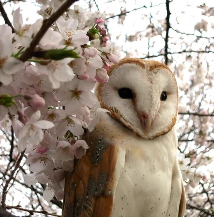 🪶 Owl 🍃 thumbnail