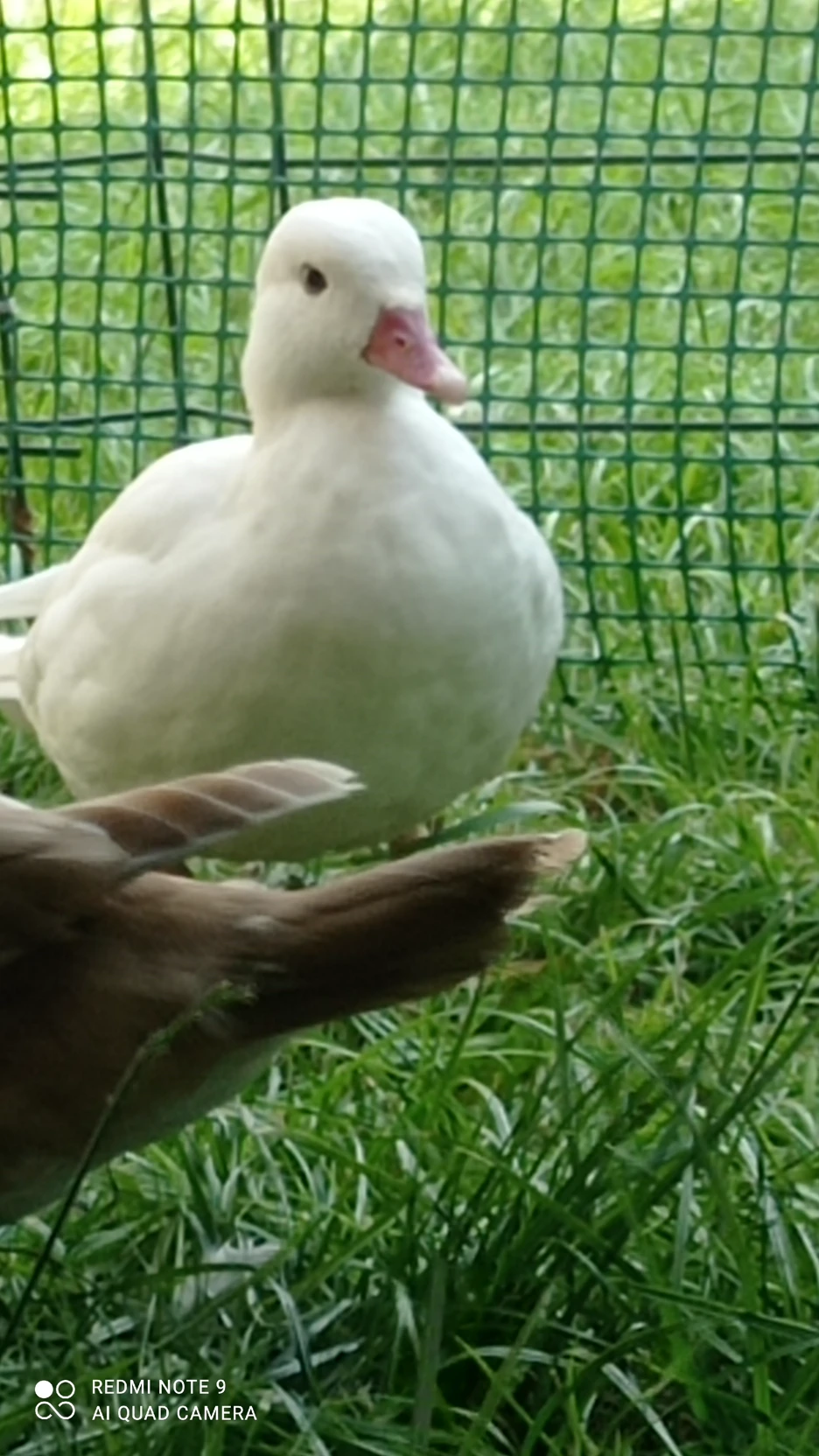 duck thumbnail