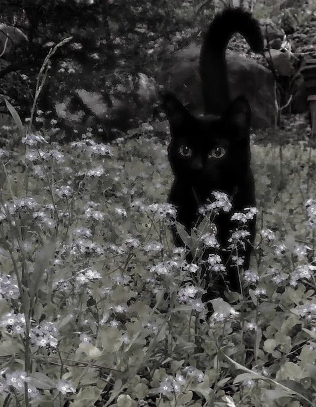 Cat. thumbnail