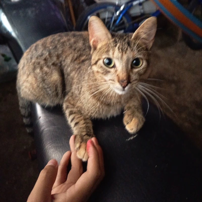 ♡Elena♡