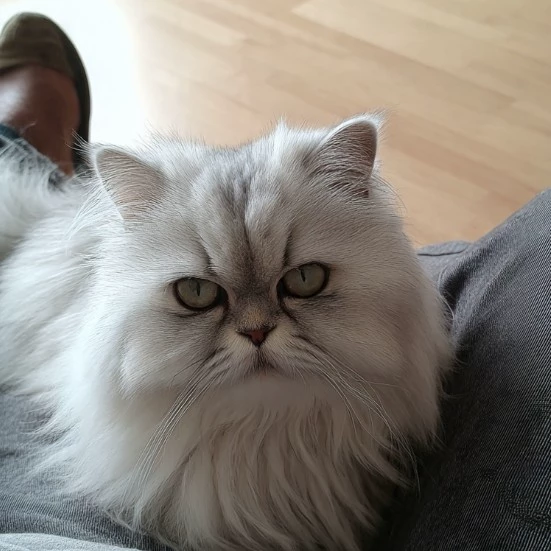 Izak