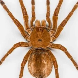 large tarantula thumbnail