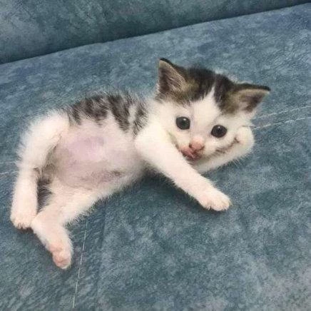 Chat with Apk to jpg exploit remake Enjoy Free AI Character