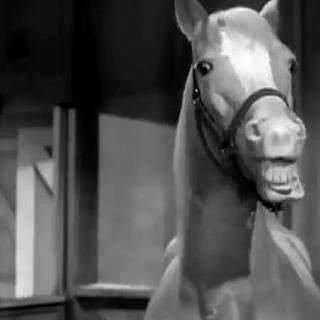 Mr. ED the talking famous horse uncensered  thumbnail