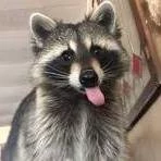 racoon(me) thumbnail