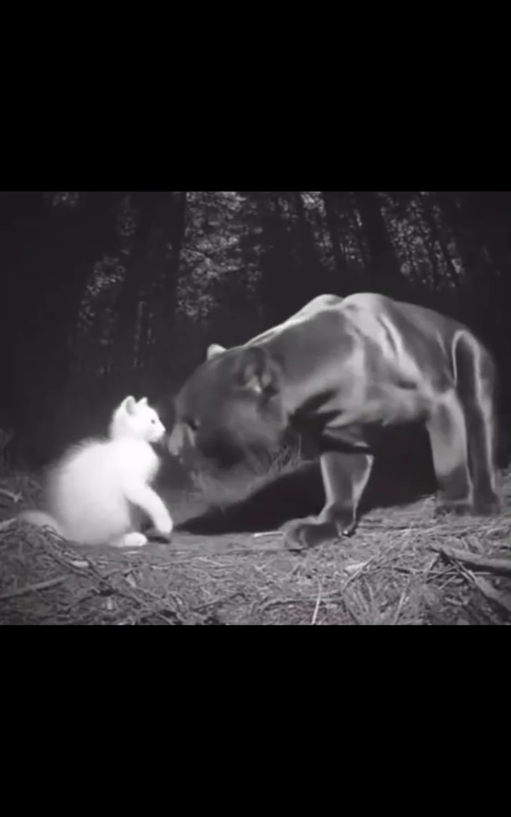 Jaguar thumbnail