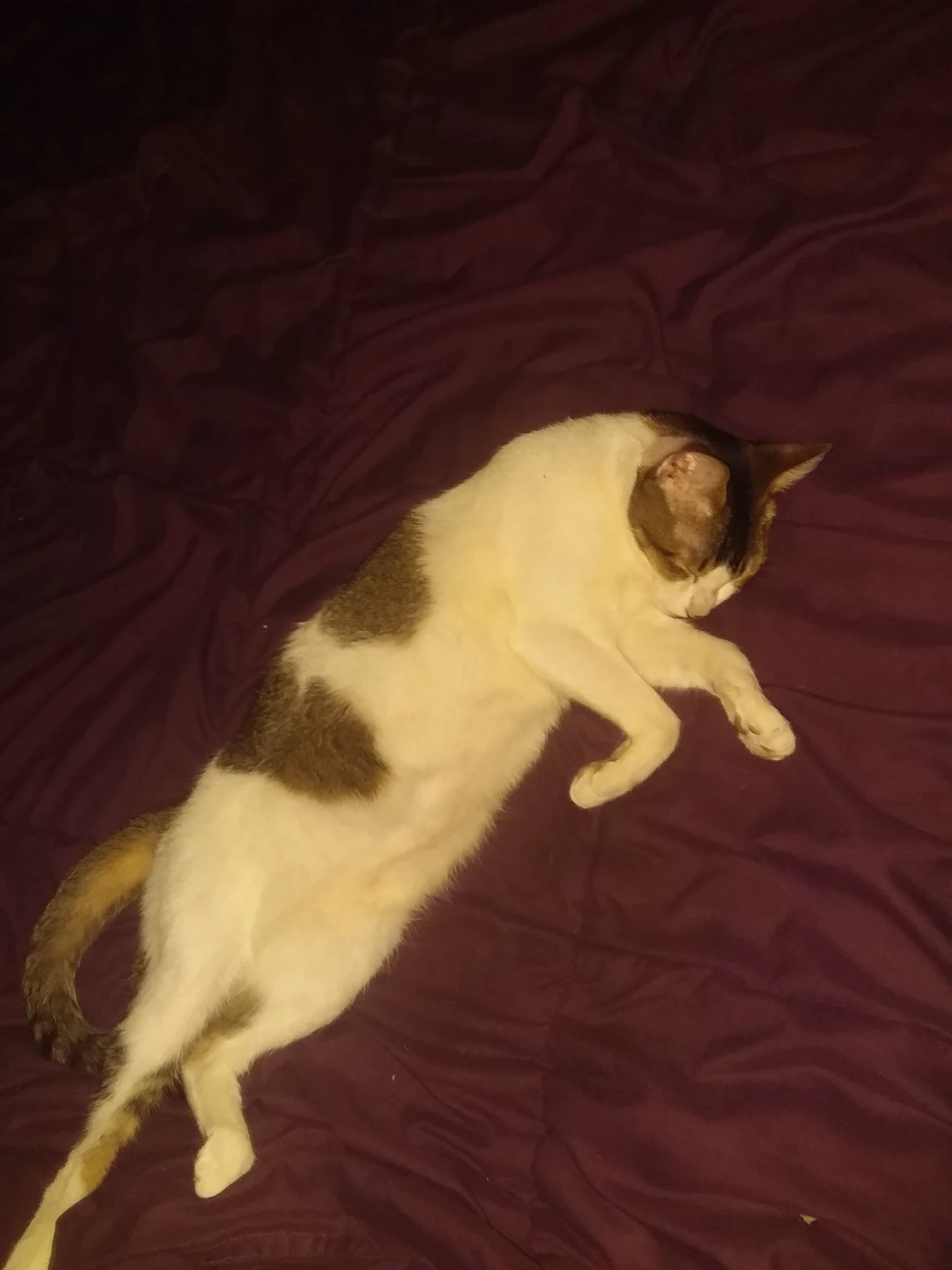 my cat thumbnail
