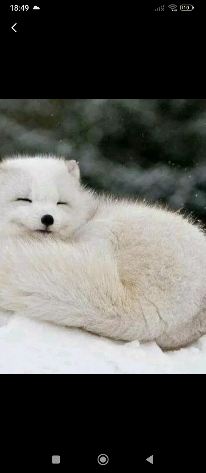 MHA x {user} snow fox thumbnail