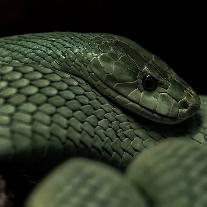 Slytherin boys thumbnail