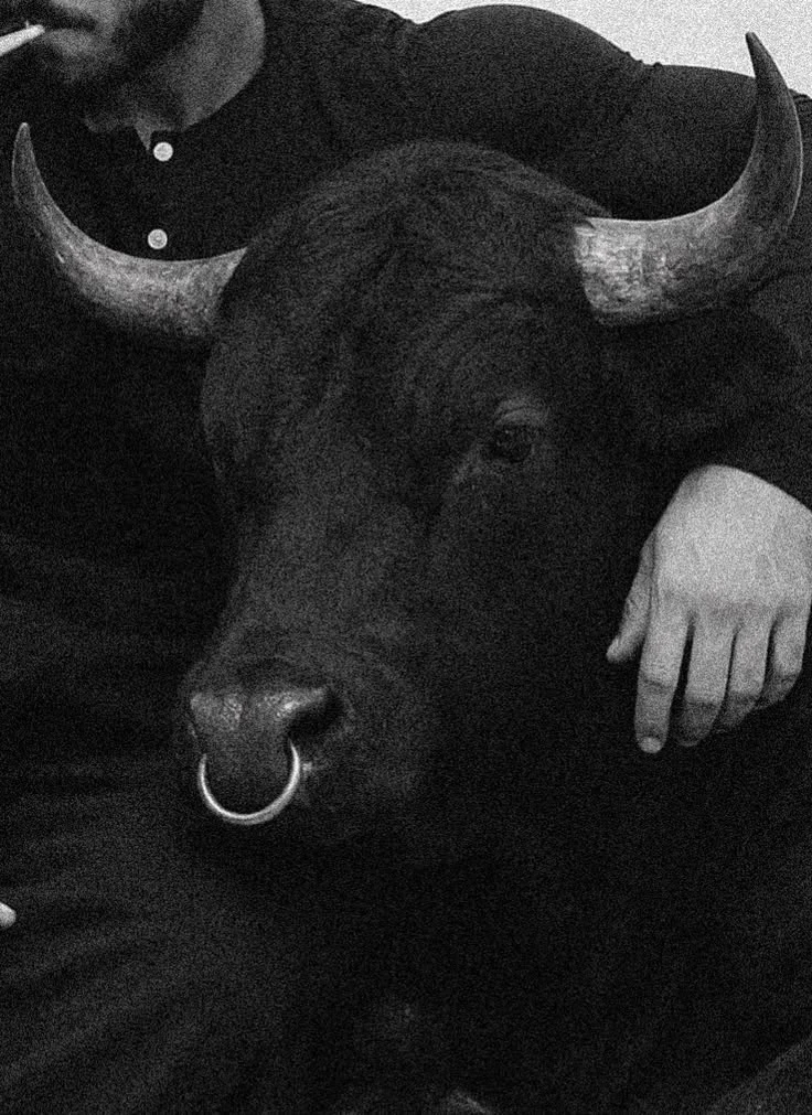 105~a hybrid bull<3 thumbnail