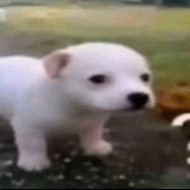 Yuki