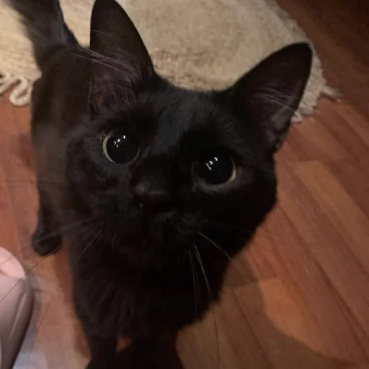 you are a cat thumbnail