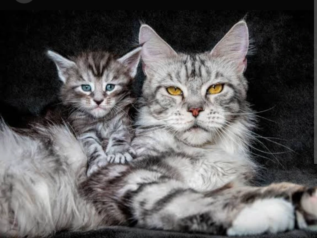 Maine Coon Chronicles thumbnail