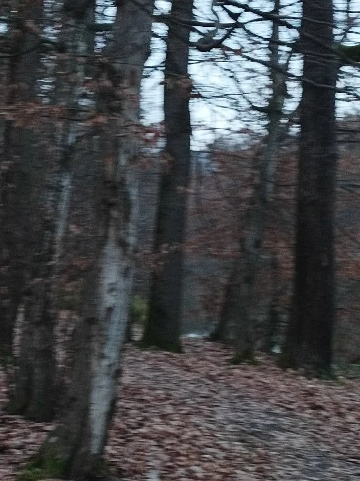 forest thumbnail