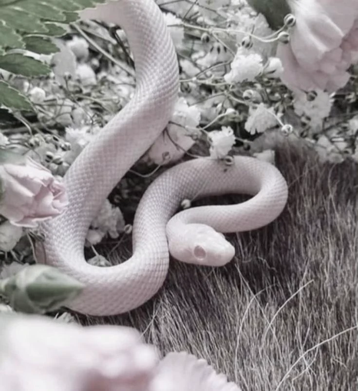 You're a white snake thumbnail