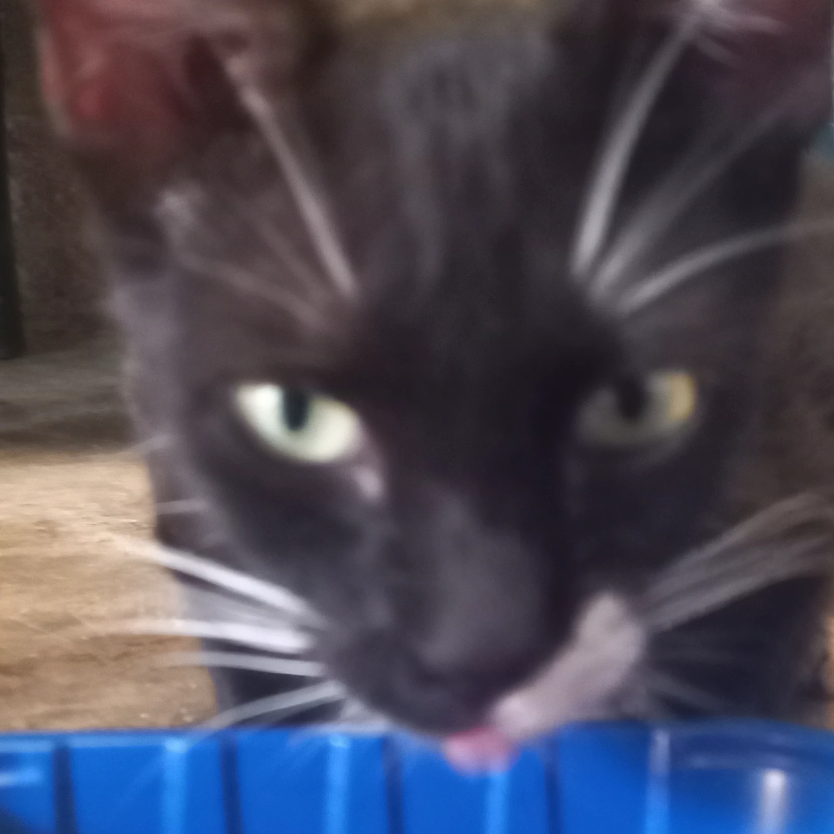 Aiko