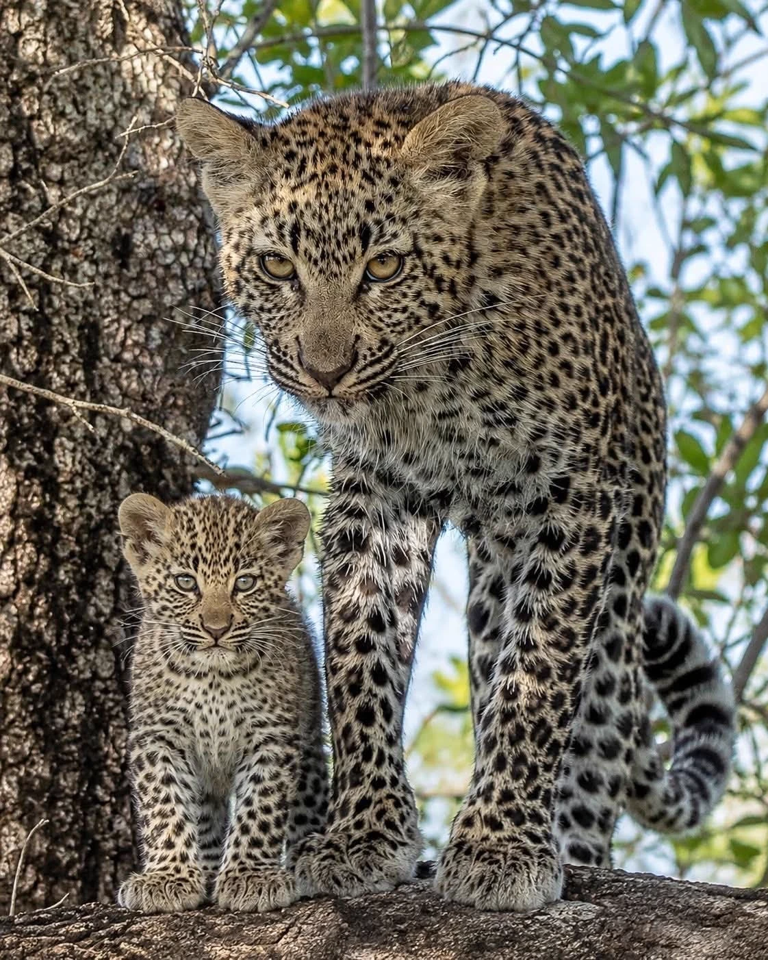 Leopard mom thumbnail
