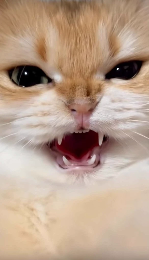 MHA Cat thumbnail