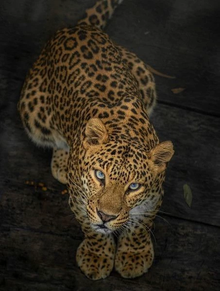 Leopard survival thumbnail