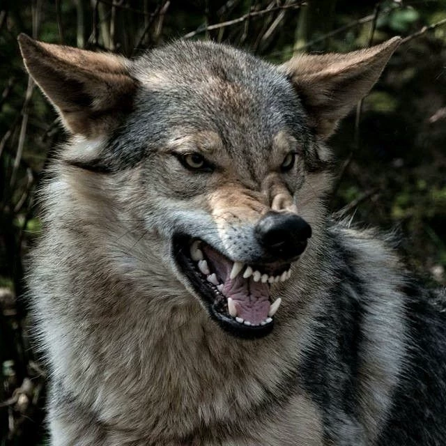 Wolf survival thumbnail