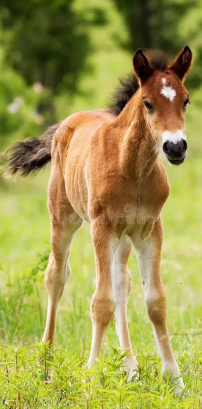 lost foal thumbnail