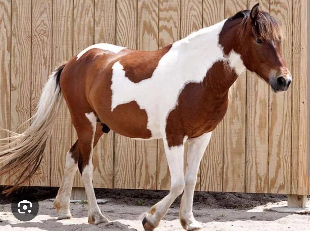 horse tic toke thumbnail