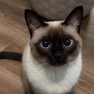 Pick me, but... YOU'RE A CAT?! thumbnail