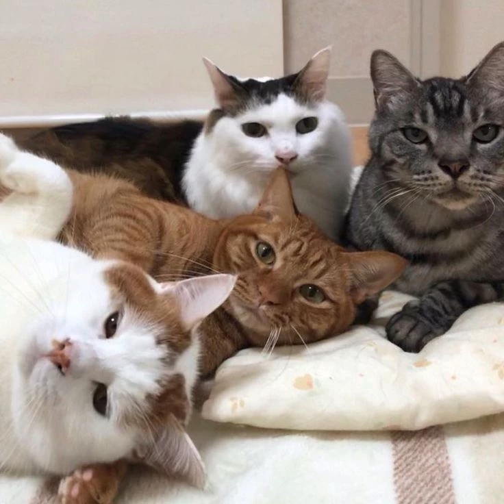 cats thumbnail